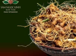 Tỉnh Kon Tum định hướng lâu dài sẽ mở rộng vùng sâm Ngọc Linh, tăng cường chế biến sâu và đưa sản phẩm xuất ngoại thu về hàng tỉ đô.
