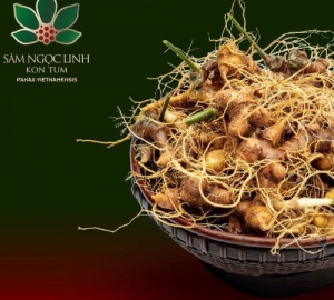 Tỉnh Kon Tum định hướng lâu dài sẽ mở rộng vùng sâm Ngọc Linh, tăng cường chế biến sâu và đưa sản phẩm xuất ngoại thu về hàng tỉ đô.